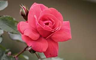 Pink rose green leaves brown - a pink rose free wallpaper