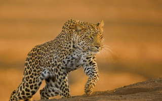 Leopard wildlife walking dirthill sunset - free cats wallpaper