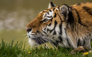 Tiger sitting grass eyes closed 2 - a tiger free wallpaper for desktop