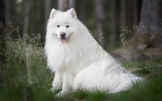 White dog grass trees bushes - tongue free wallpaper for desktop