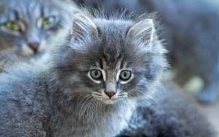 Fuzzy cat silver portrait blue - clovis trouille free wallpaper for desktop