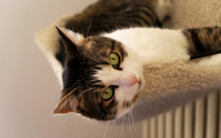 Black cat scratching post radiator - eye free wallpaper for desktop