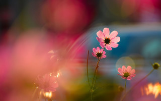 Pink flowers vase blurry background 3 - soft light free wallpaper