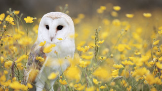 Barn owl yellow flowers stick - free bird wallpaper