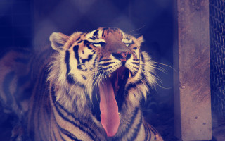 Tiger open mouth oversized realistic - farid mansour free wallpaper