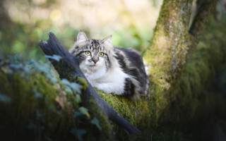Curious cat mossy branch bokeh - mossy free wallpaper