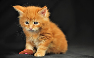 Orange kitten toy blurry background - a small orange kitten free wallpaper