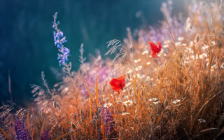 Flower field blue sky red - nature free wallpaper