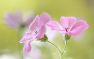 Pink flower butterfly macro soft - soft focus free wallpaper