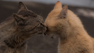 Cats grass dirt sky romanticism - a couple of cats free wallpaper