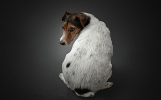 Shiba inu dog portrait animal - its head on free wallpaper