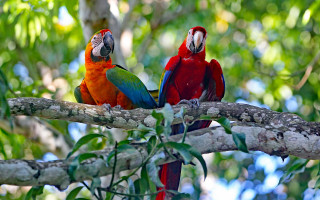 Parrots forest ecological art bokeh - a forest area free wallpaper
