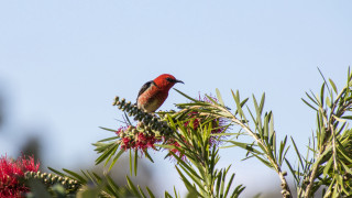 Bird branch redflowers blue sky 2 - top of a tree branch free wallpaper