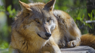 Wolf rock woods blurry background - caspar wolf free wallpaper for desktop