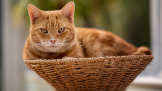 Sad cat in basket photorealistic - a basket free wallpaper for desktop