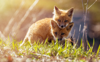 Foxes grass dandelion outdoors naturalism - two fox free wallpaper