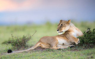 Lion bush grass wildlife blurry - a bush free wallpaper