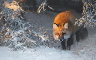 Red fox snowy forest fire - photograph free wallpaper for desktop