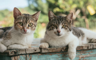 Cats table animal photorealistic blurry - andries both free wallpaper