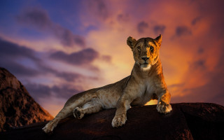 Lion sitting rock sunset mountain - a lion free wallpaper for desktop