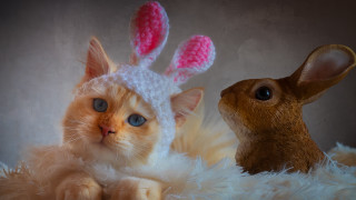Cat rabbit knitted hats fluffy 2 - hat free wallpaper for desktop