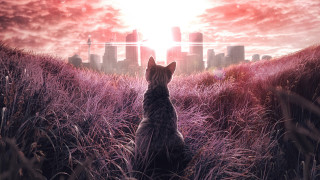 Cat field city skyline red - a cat free wallpaper