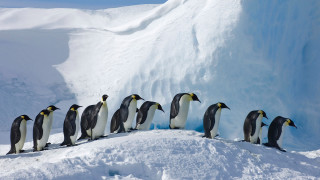 Penguins snowy hill ecological art - a group of penguins free wallpaper
