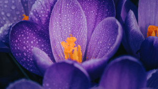 Purple flower water droplets yellow 6 - anne rigney free wallpaper for desktop