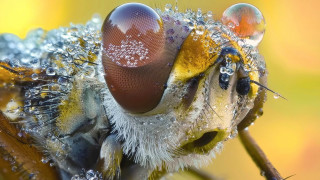 Bug water drops macro photography - drop of water free wallpaper for desktop