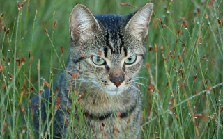 Cat tallgrass blueeyes blackstripe naturalism - a black stripe free wallpaper for desktop