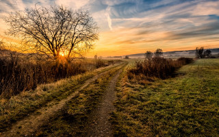 Dirt road tree sunset clouds - a tree in the distance free wallpaper