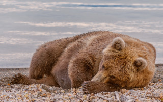 Brown bear rocky beach ocean - a rocky beach next free wallpaper