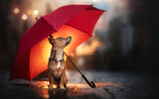 Small dog under umbrella night - a small dog free wallpaper for desktop