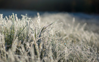 Frosty dewgrass sunshine fog ecological - the fog free wallpaper