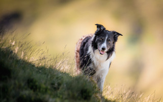 Dog walking grass field blurry - his tongue free wallpaper