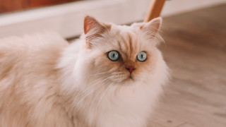 White cat blue eyes serious 9 - a white cat free wallpaper for desktop