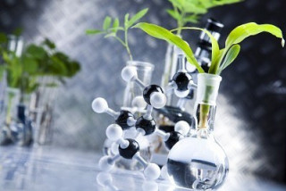 Glass vases plants water rocks - a table top free wallpaper