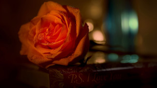 Orange rose water droplets macro - top of a book free wallpaper