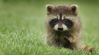 Raccoon grass paws wide eyes - the camera len free wallpaper