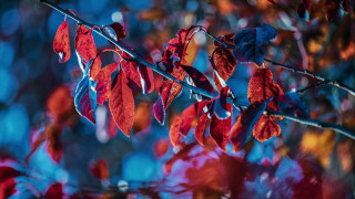 Red leaves branch blue sky 2 - neofauvism free wallpaper