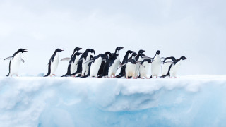 Penguins iceberg ocean camera ecological - one penguin free wallpaper