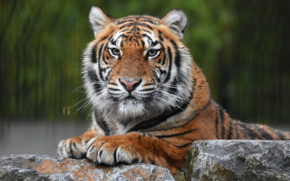 Tiger rock forest blurry depth - a tiger free wallpaper