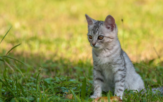 Small kitten grass sad eyes - sad free wallpaper