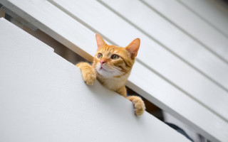 Cat stretching window still life - rule free wallpaper