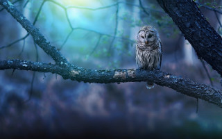 Owl branch forest night light - a branch in a forest free wallpaper
