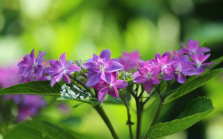 Purple flower green leaves macro 2 - a purple flower free wallpaper for desktop