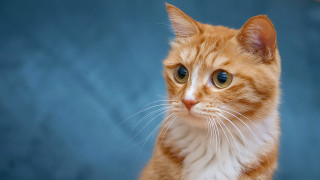 Sad cat blue background orange - furry free wallpaper