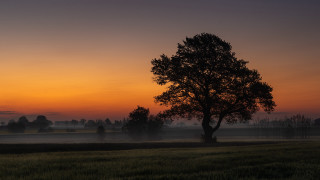 Sunset foggy tree field bernd - the air above free wallpaper