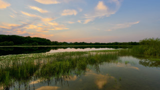 Lake water plants clouds sunset - a bunch of water free wallpaper