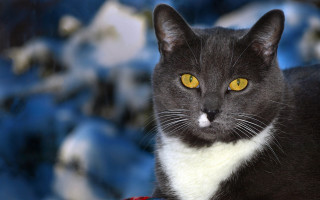 Black white cat yellow eyes 4 - cat free wallpaper